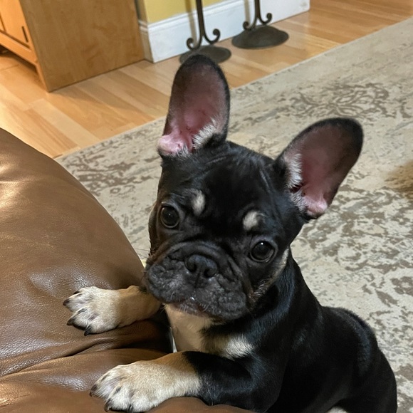 Meet your Posher, Carly - Picture 17 of 17